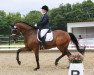 dressage horse Da bin ich 11 (Hanoverian, 2008, from Daddy Cool)