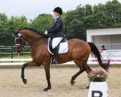 dressage horse Da bin ich 11 (Hanoverian, 2008, from Daddy Cool)