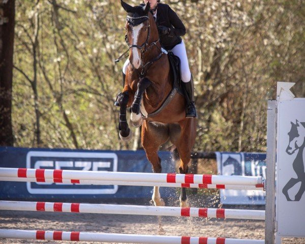 Dressurpferd Honey Blue (KWPN (Niederländisches Warmblut), 2019, von Heineken Vk VDL)