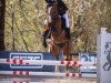 dressage horse Honey Blue (KWPN (Royal Dutch Sporthorse), 2019, from Heineken Vk VDL)