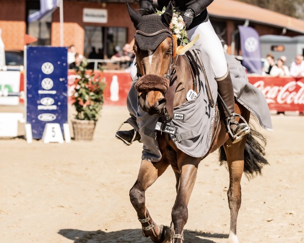 jumper Power Bausa (KWPN (Royal Dutch Sporthorse), 2016, from Gaillard de La Pomme)
