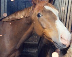 dressage horse Norino Antolini (German Riding Pony, 2018, from Numerus Clausus)