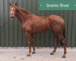 horse Scenic River xx (Thoroughbred, 2015, from Dutch Art xx)