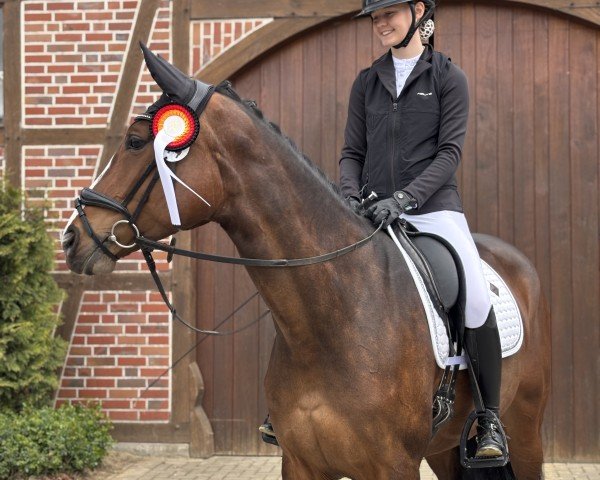 dressage horse Sweet Carolina 4 (Oldenburg, 2018, from Sir Heinrich OLD)