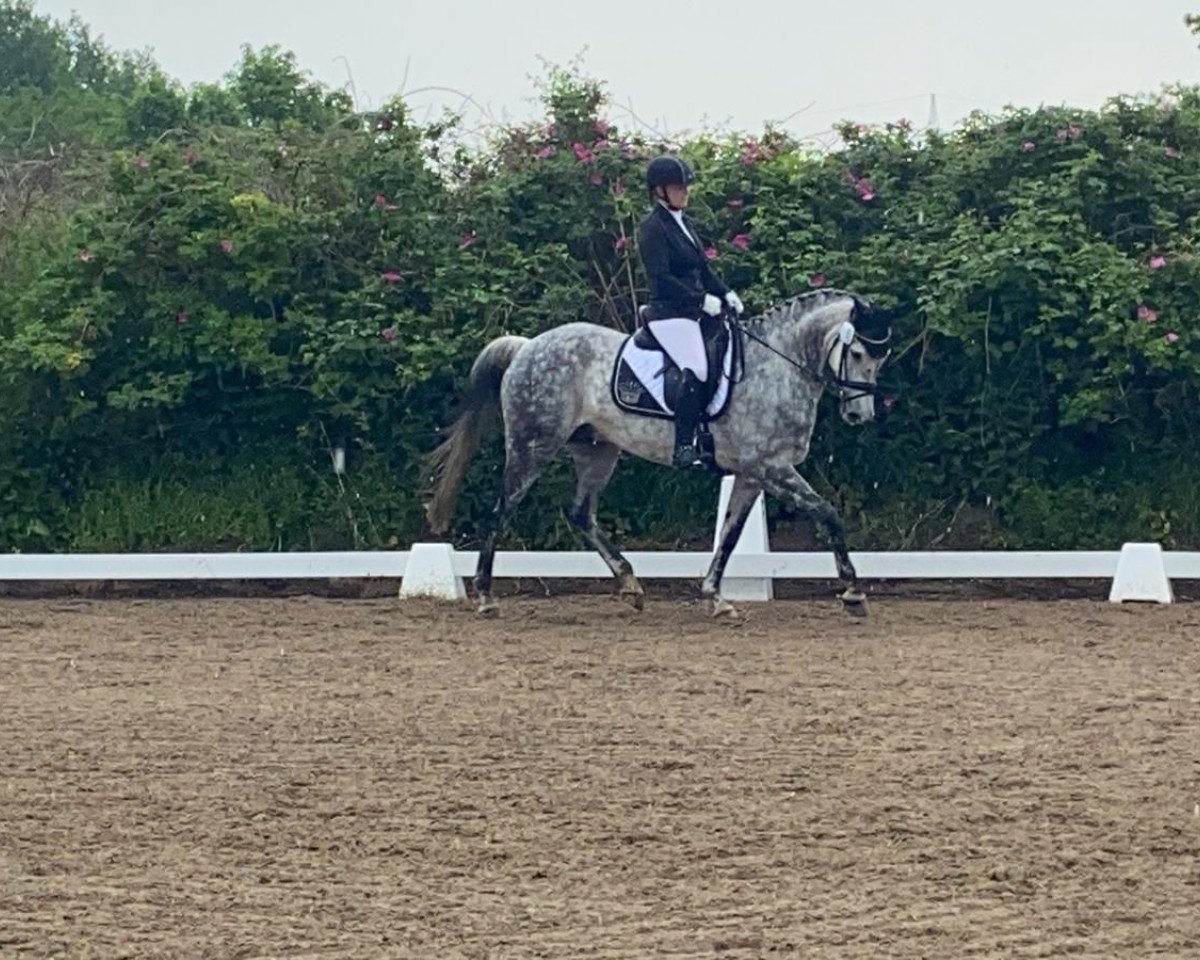 dressage horse Clintaro's Comet (Oldenburg, 2010, from Clintaro)