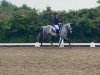 dressage horse Clintaro's Comet (Oldenburg, 2010, from Clintaro)