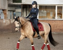 dressage horse Crixus 6 (German Riding Pony, 2016, from Carun Blue Eyes)