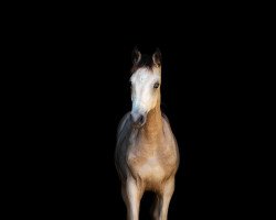 Pferd Rivers Golden Girl (Kleines deutsches Reitpferd, 2020, von Rivers Dancing AS)