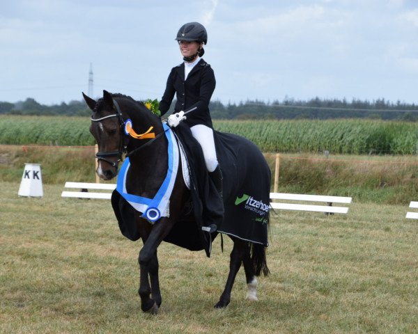 dressage horse Gizmo R (German Riding Pony, 2012, from Golden Speed Star)