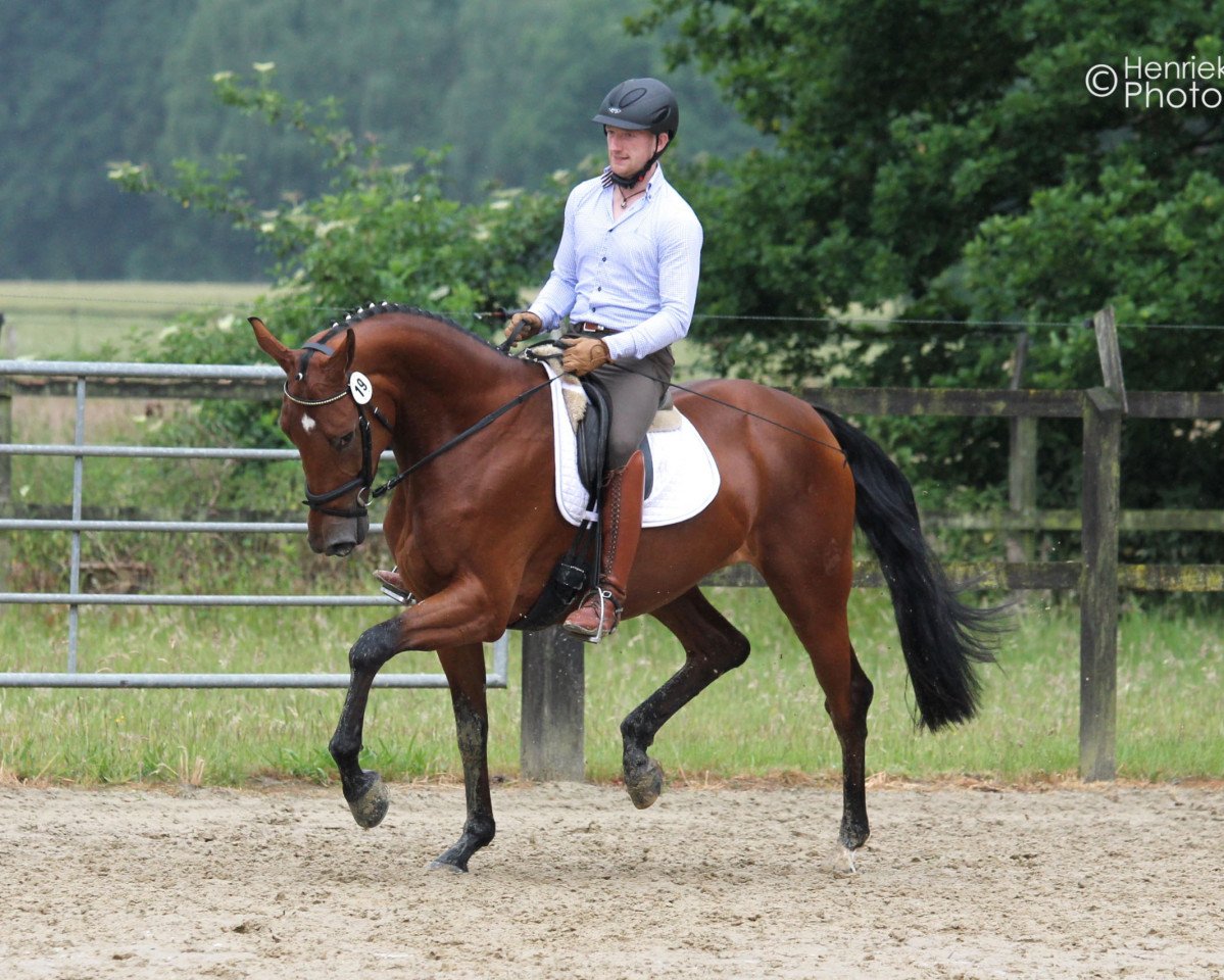 broodmare V-Power BB (Westphalian, 2012, from Vitalis)