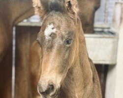 foal by Zoomio S (Westphalian, 2025, from Zoom 8)