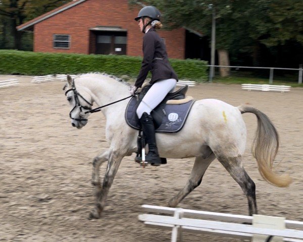 Pferd Wheemhoeve’s Spartacus (Welsh Pony (Sek.B), 2011, von Kulltorps Juventus)
