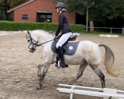 horse Wheemhoeve’s Spartacus (Welsh-Pony (Section B), 2011, from Kulltorps Juventus)