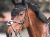 Springpferd Deauville BF (Westfale, 2018, von Dembelé L)