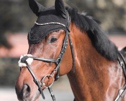 jumper Deauville BF (Westphalian, 2018, from Dembelé L)