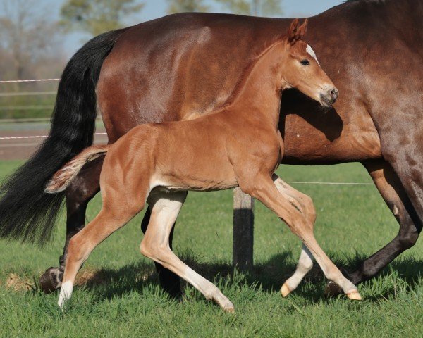 foal by Hengst von Pride (Westphalian, 2025, from Pride)