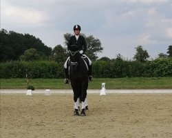 dressage horse All Inclusive 17 (Oldenburg, 2017, from Asgard's Ibiza)