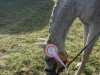 broodmare Dalaika (Westphalian, 2008, from D-Online)