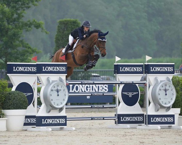 Springpferd C.Lest Best VDL Z (Zangersheide Reitpferd, 2016, von VDL Cardento 933)