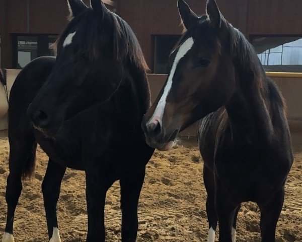 foal by Caja K. (Oldenburg show jumper, 2024, from Coeur Rouge)