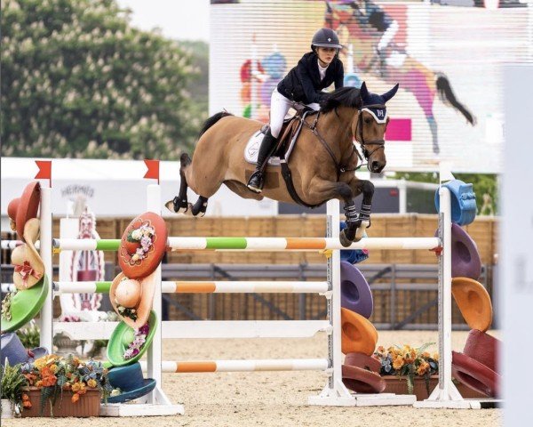 jumper I. Am Jordan (KWPN (Royal Dutch Sporthorse), 2013, from Air Jordan Z)