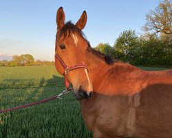 jumper Arnie 20 (Trakehner, 2007, from Davidas)