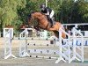 jumper Cornflake 17 (German Sport Horse, 2015, from Chucas)
