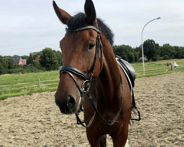 jumper Cascadeur (German Sport Horse, 2016, from Cullinan du Borget B)