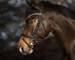 jumper Quintano 58 (Bavarian, 2013, from Quintana Roo)