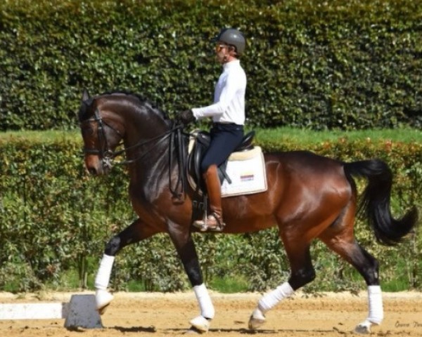 broodmare Fair Lady (Hanoverian, 2014, from Franziskus FRH)