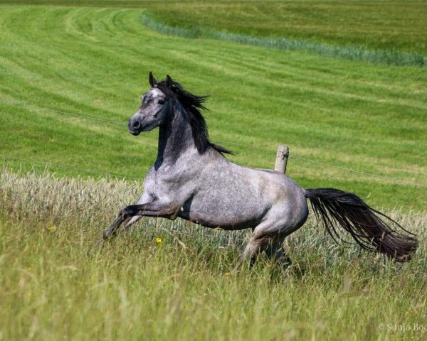 broodmare Donnerlittchen (German Riding Pony, 2017, from Dörnberg's Erimon II)