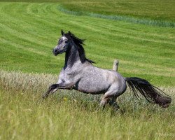 Zuchtstute Donnerlittchen (Deutsches Reitpony, 2017, von Dörnberg's Erimon II)