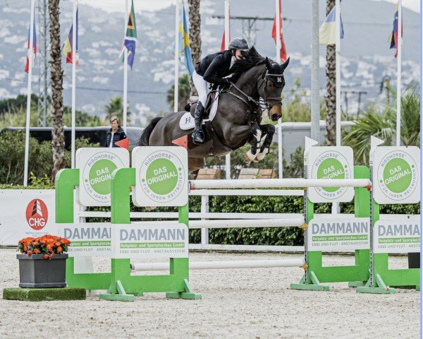 jumper Ricard van het Dennehof (Belgian Warmblood, 2017, from Diamant de Semilly)
