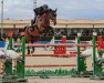 jumper Chawton (anglo european sporthorse, 2014, from Typhoon S)