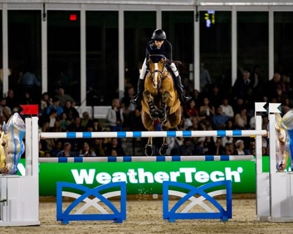 jumper Ingmar (KWPN (Royal Dutch Sporthorse), 2013, from Gaillard de La Pomme)