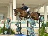 jumper Garrincha van de Kalevallei (Belgium Sporthorse, 2012, from Plot Blue)