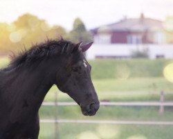 jumper Don Juan 212 (KWPN (Royal Dutch Sporthorse), 2008, from Ukato)