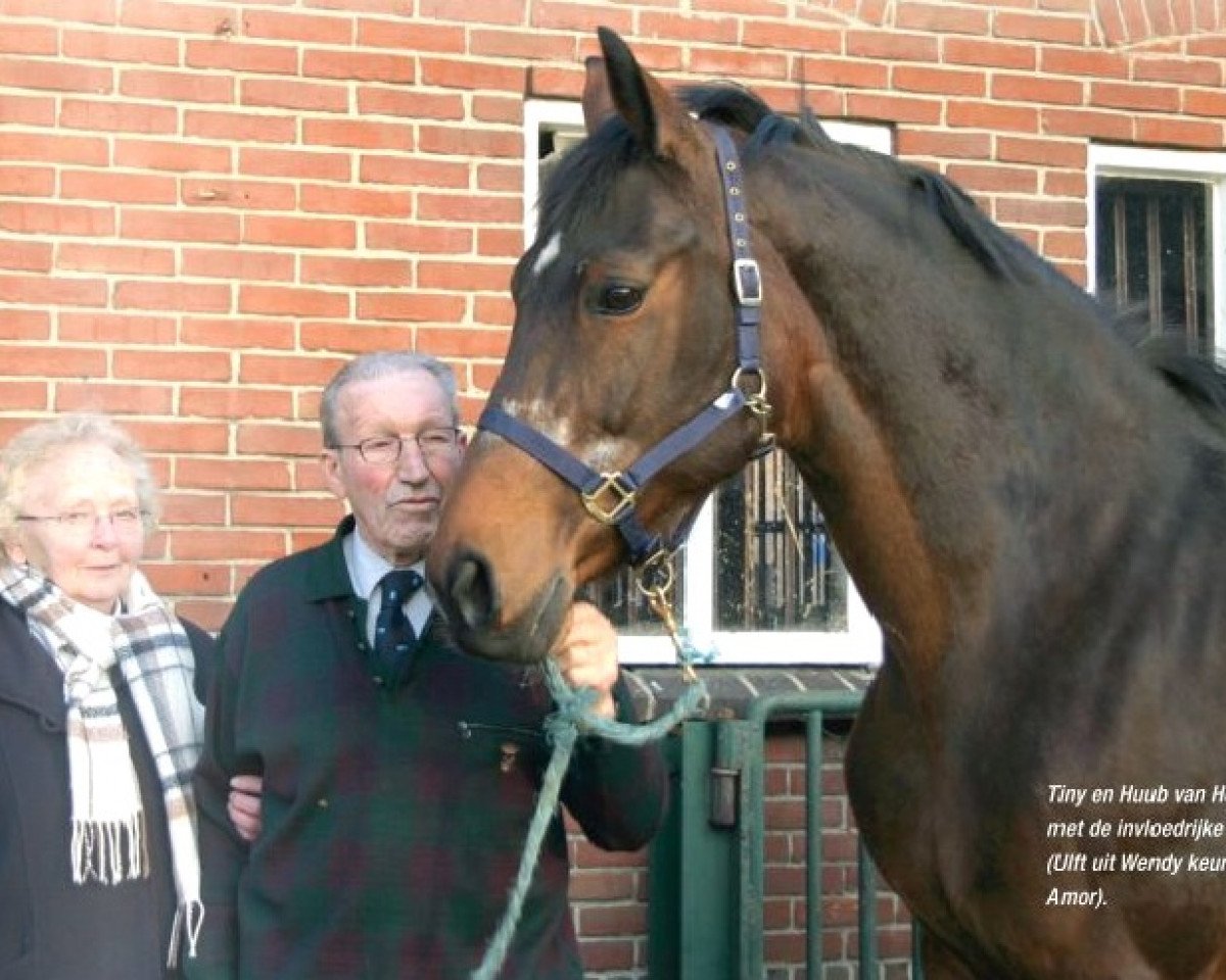 broodmare Endy (KWPN (Royal Dutch Sporthorse), 1986, from Ulft)