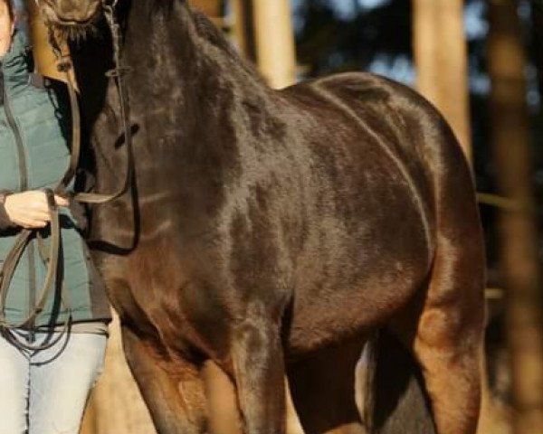 dressage horse Erlkönig of Love (German Riding Pony, 2016, from Lettenhofs Earl of Love)