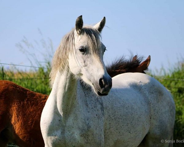 broodmare Lettenhofs Lovely Escape (German Riding Pony, 2011, from Dörnberg's Erimon II)