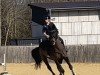 jumper Cenzo 4 (German Sport Horse, 2006, from Castello)