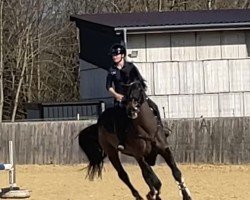 jumper Cenzo 4 (German Sport Horse, 2006, from Castello)