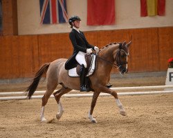 dressage horse Daiquiri (German Riding Pony, 2011, from FS Don't Worry)