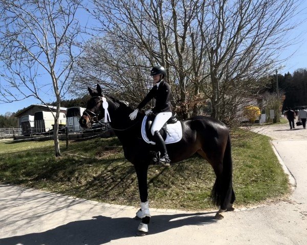 dressage horse Floriana 31 (Trakehner, 2021, from Syriano)