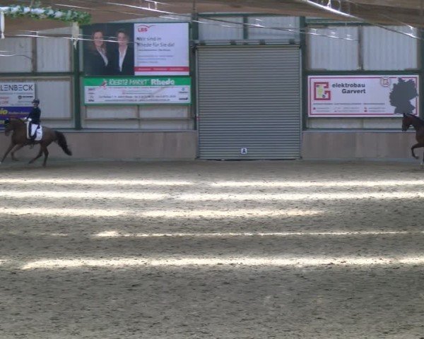 Reitturnier Rhede 2025