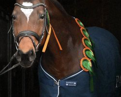 broodmare Coco 271 (German Sport Horse, 2009, from Acorus)