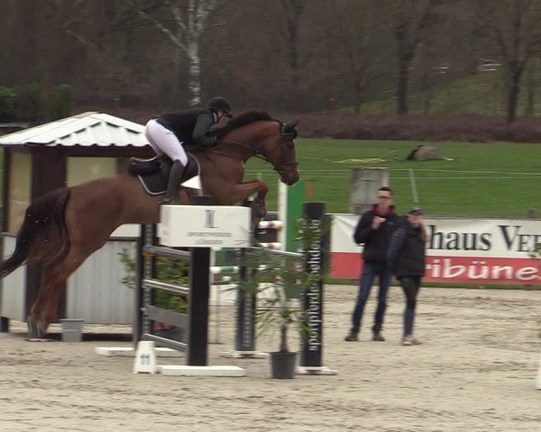 Reitturnier Westergellersen 2025