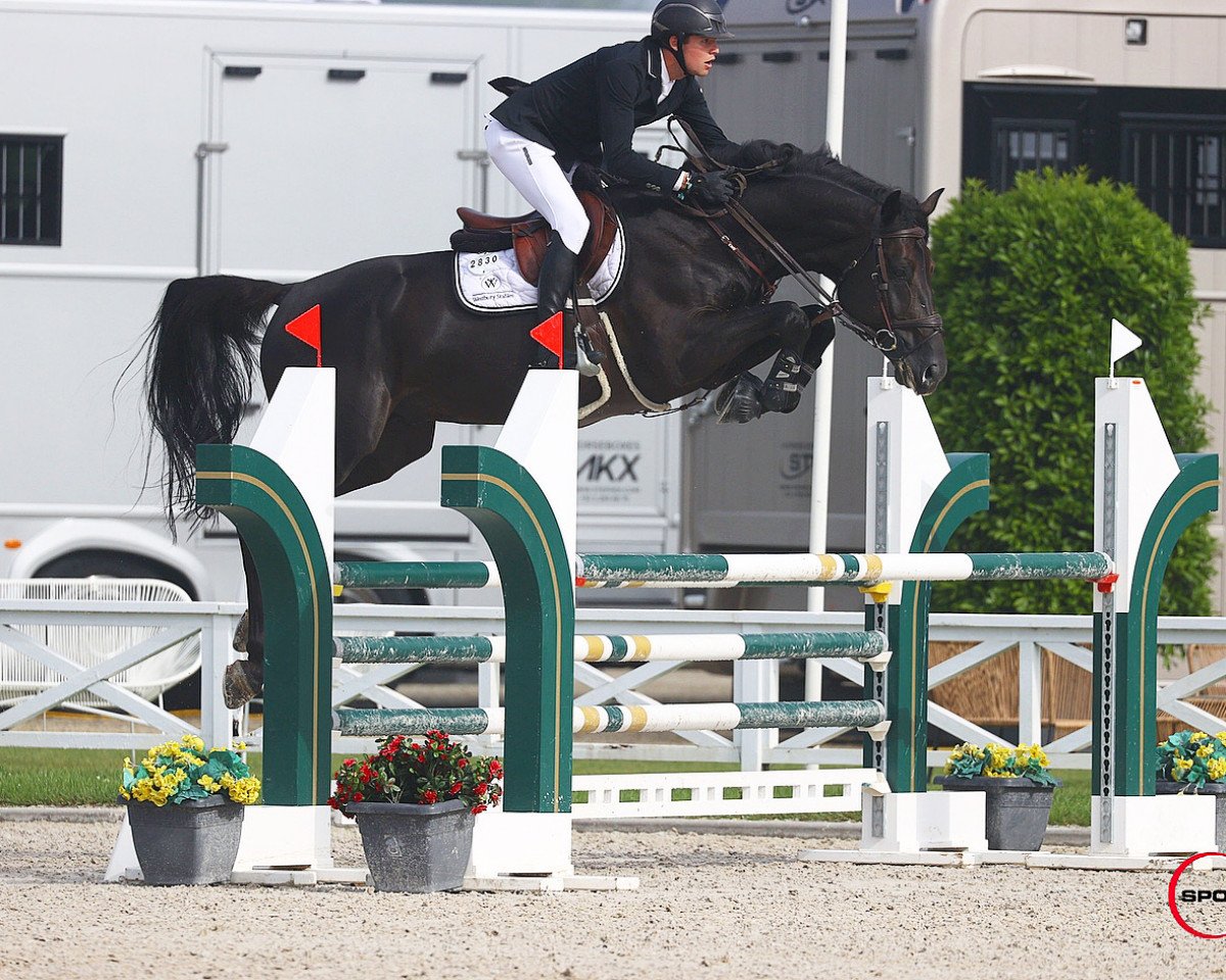 jumper Djoko Z (Zangersheide riding horse, 2016, from Dominator 2000 Z)