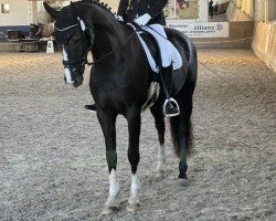 jumper DSP Luka 71 (German Sport Horse, 2017, from Lets go)