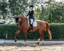 dressage horse Lia la Vita 3 (Hanoverian, 2014, from Livaldon)